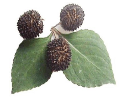 Parque Nacional de la Uva