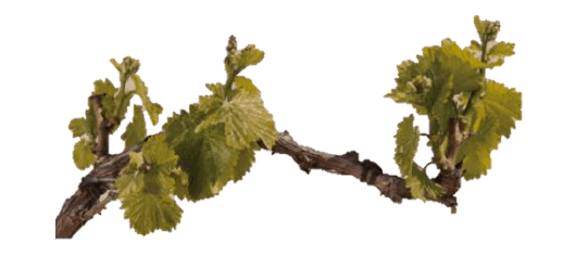 Parque Nacional de la Uva