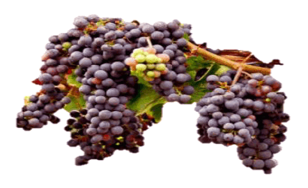 Parque Nacional de la Uva