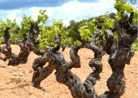 Parque Nacional de la Uva